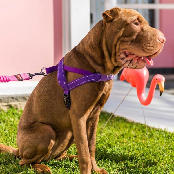 EzyDog Quick Fit Dog Harness in Purple