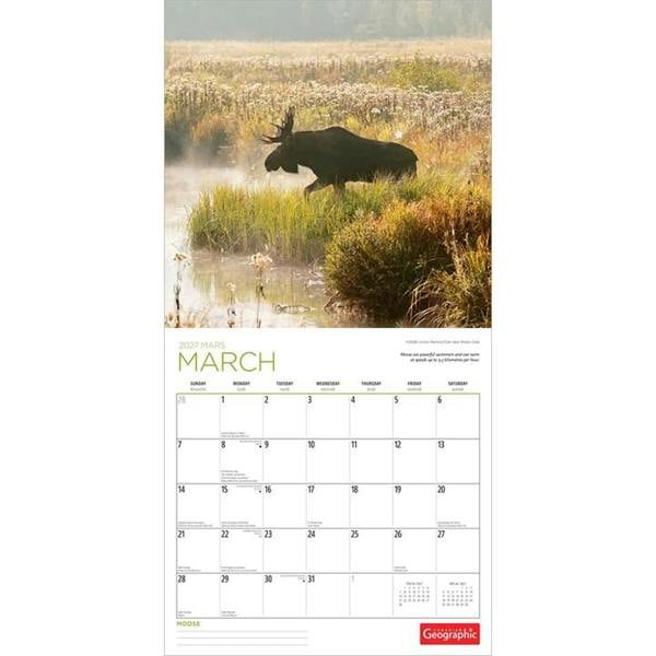Moose Calendar 2027, Wall Calendars, Month To View, Animals, Gift