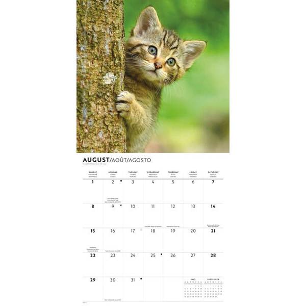 Cute Kittens Calendar 2027, Wall Calendars, Month To View, Cats, Gift
