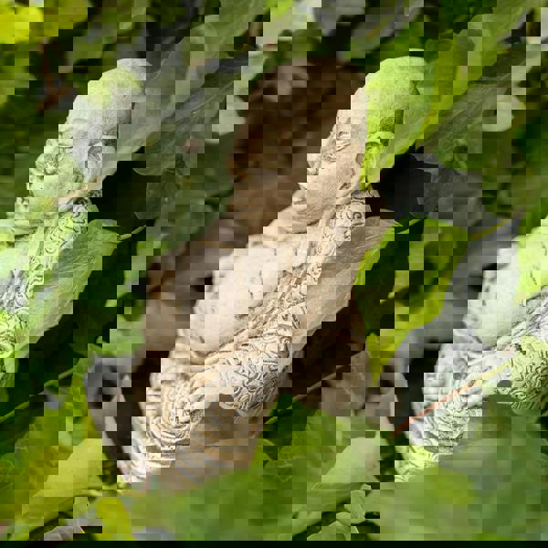 Small Fat Belly Buddha Oriental