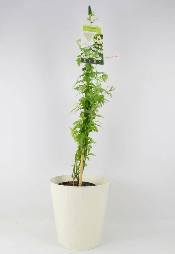 Jasminum officinale Clotted Cream 3L Pot