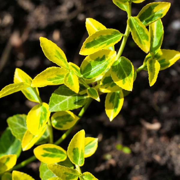 Euonymus Emerald n Gold The Rose Press Garden