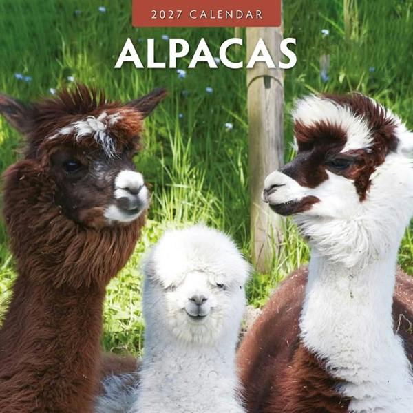 Alpacas Calendar 2027, Wall Calendars, Month To View, Animals, Gift