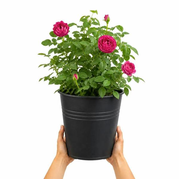 5L Rose Let's Celebrate Dark Pink Rose Bush- Beautiful Flowering Garden Plant - Black Pail