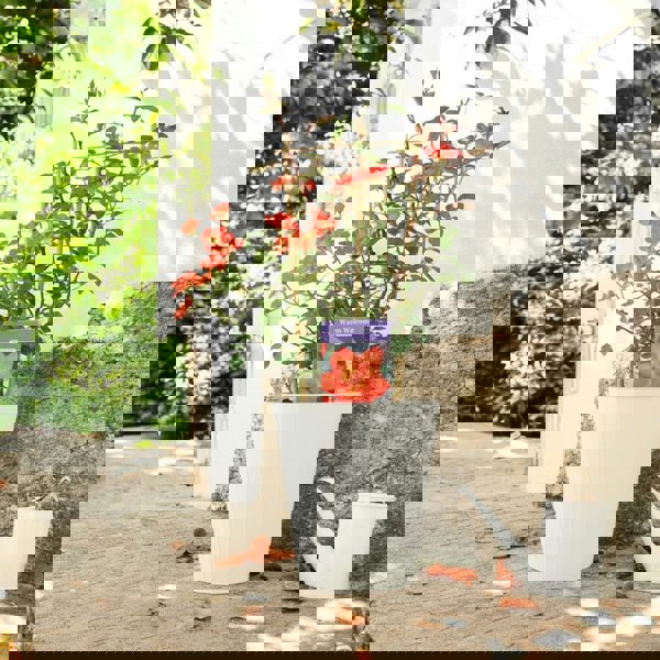 Warm Welcome Rose 5.5L Pot – Compact Orange Climbing Rose