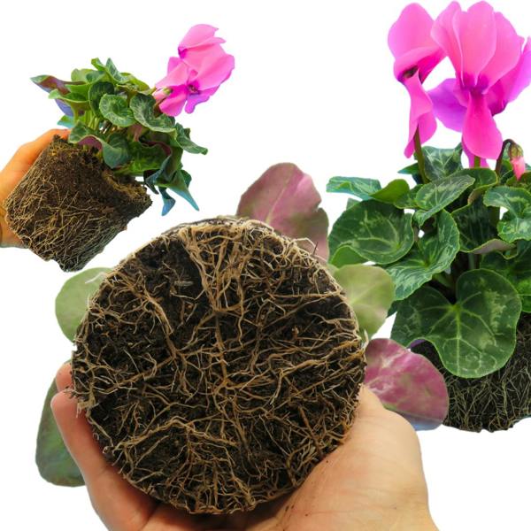 Large Cyclamen Flame Deep Rose 1Ltr Pot Pack of 3 & 6 Flowering Plants