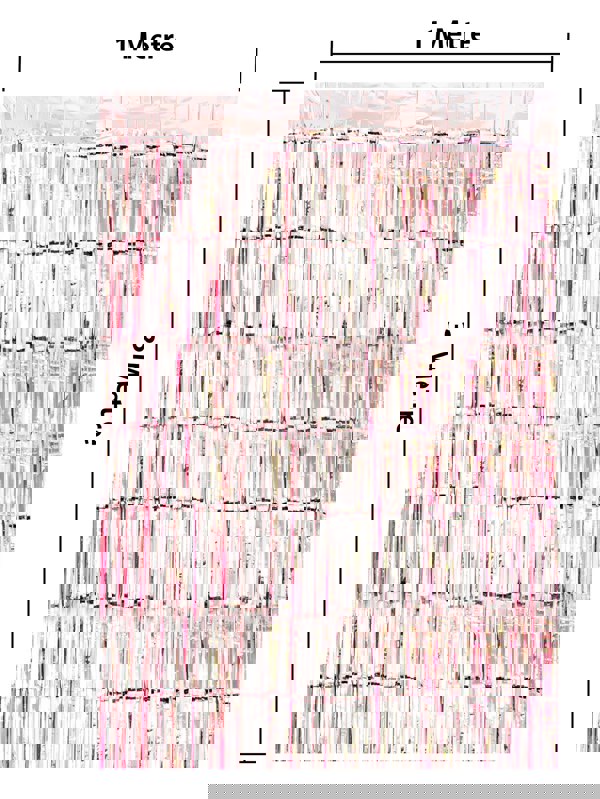 Cheetah Shimmer Tinsel Curtain, 3M x 1M Rose Gold