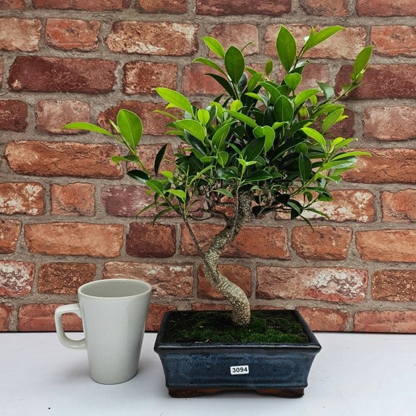 Yorkshire Bonsai Ficus Microcarpa (Banyan Fig) Indoor Bonsai Tree | Shaped | In 20cm Pot