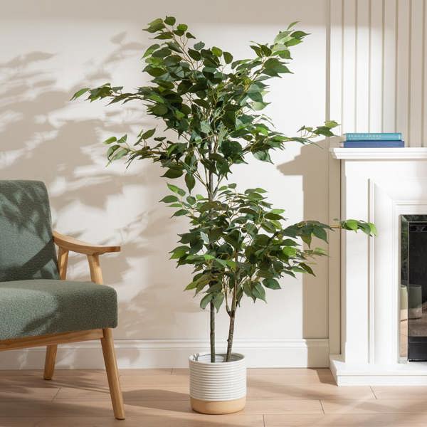 Scottish Everlastings 140cm Ficus Tree