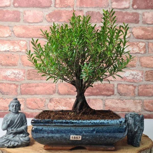 Yorkshire Bonsai Brush Cherry (Syzygium) Bonsai Tree | Broom | In 20cm Pot