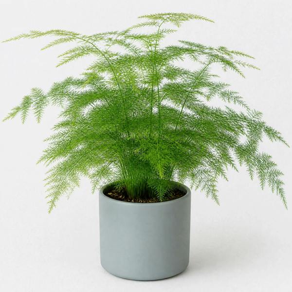 Asparagus Setaceus Lace Fern 12cm Pot Plants By Post