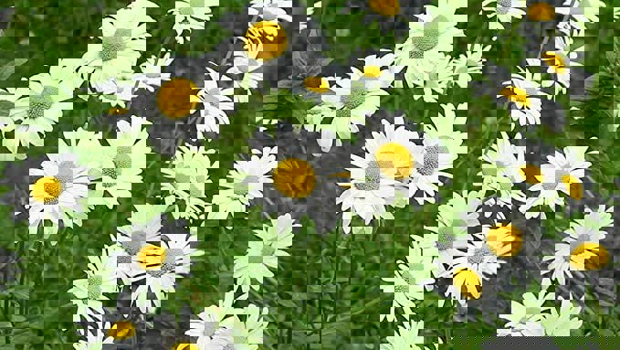 german chamomile seeds