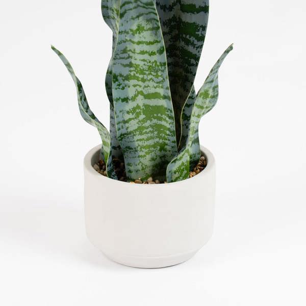 Scottish Everlastings 48cm Sansevieria in Cement pot