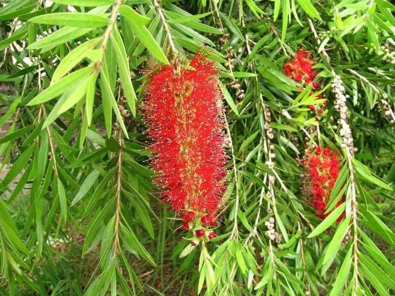 Direct Plants Callistemon Riginus Bottle Brush Shrub (3-4ft Large ) Supplied in a 5 Litre Pot