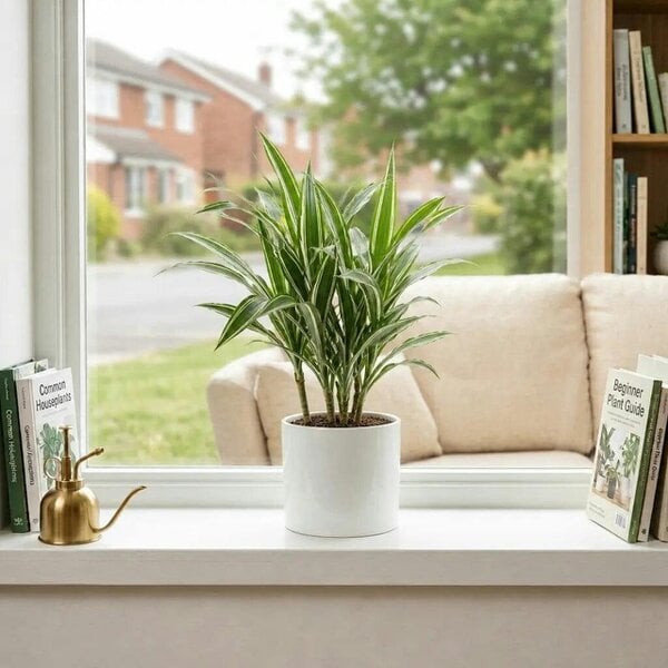 Dracaena White Jewel Dragon Tree – Elegant White and Green Variegated Indoor Houseplant - Sofia Glossy White Ceramic