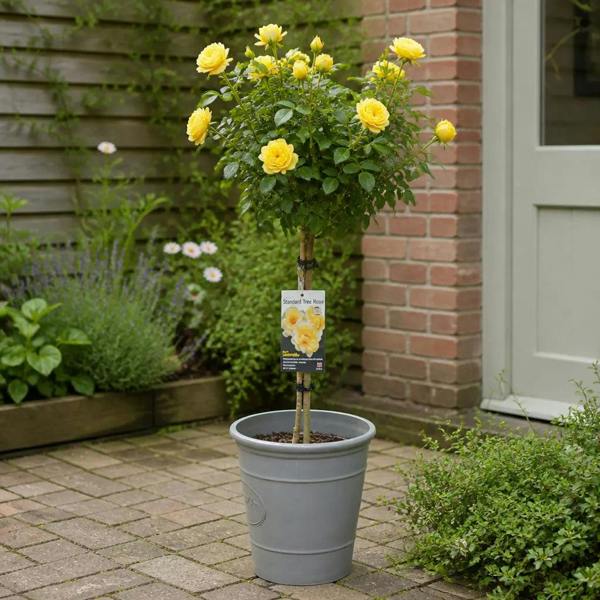 7.5L Standard Rose Tree Yellow 100-110cm | Elegant Flowering Garden Rose Plant Plants By Post