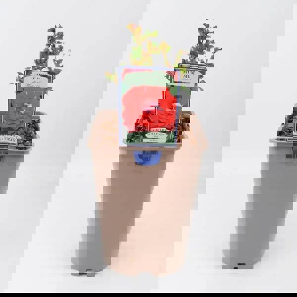 Rose My Mum Bush 5.5L