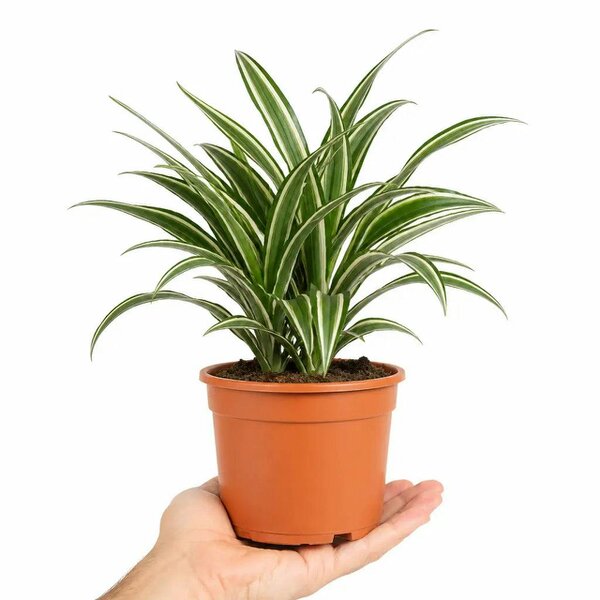 Dracaena White Jewel Dragon Tree 17cm Pot – Easy Care Indoor Houseplant - Nursery Pot