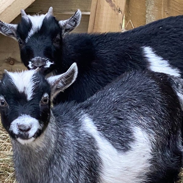 Virgin Experience Days Pygmy Goat Experience for Two