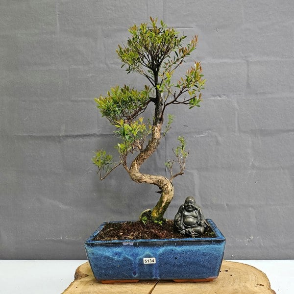 Yorkshire Bonsai Brush Cherry (Syzygium) Bonsai Tree | Shaped | In 25cm Pot