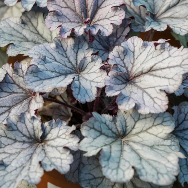 Heuchera Huckleberry Evergreen Perennial Garden Plant 2L Pot