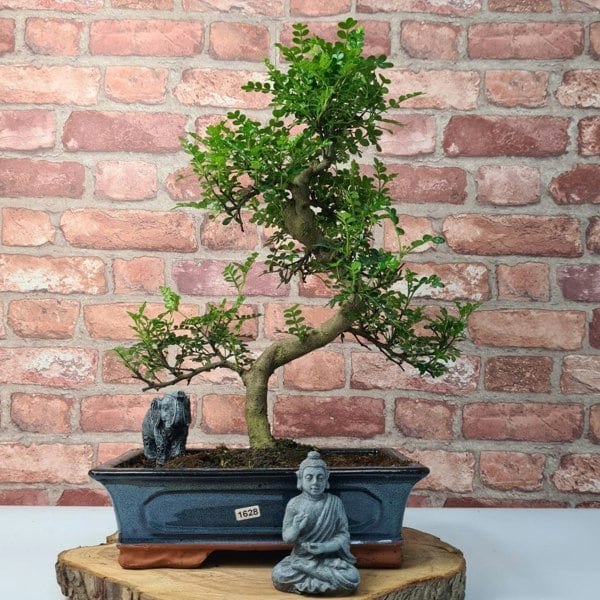 Chinese Pepper (Zanthoxylum Pipertum) Bonsai Tree | Shaped | In 30cm Pot - Yorkshire Bonsai