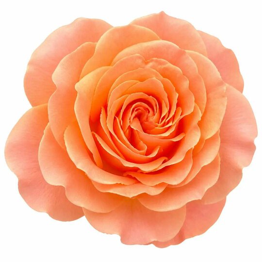 3L Happy Birthday Peach Rose Bush - Beautiful Flowering Plant Gift