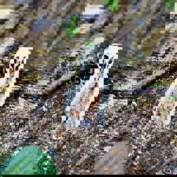 tickit Wooden Forest Animal Blocks