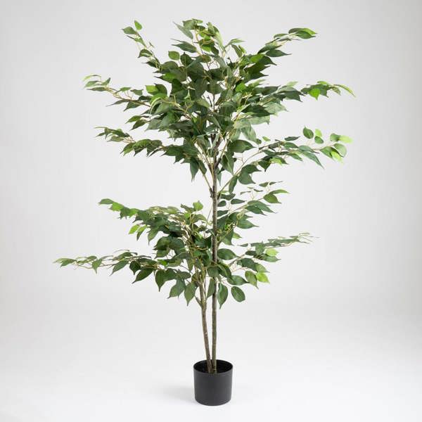 Scottish Everlastings 140cm Ficus Tree