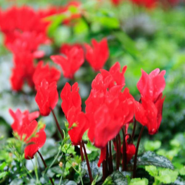 Cyclamen Red 10.5cm Pot Pack of 3 & 6 Flowering Outdoor Plants