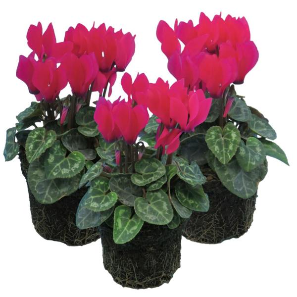 Cyclamen Deep Rose 10.5cm Pot Pack of 3 & 6 Flowering Outdoor Plants Plants By Post