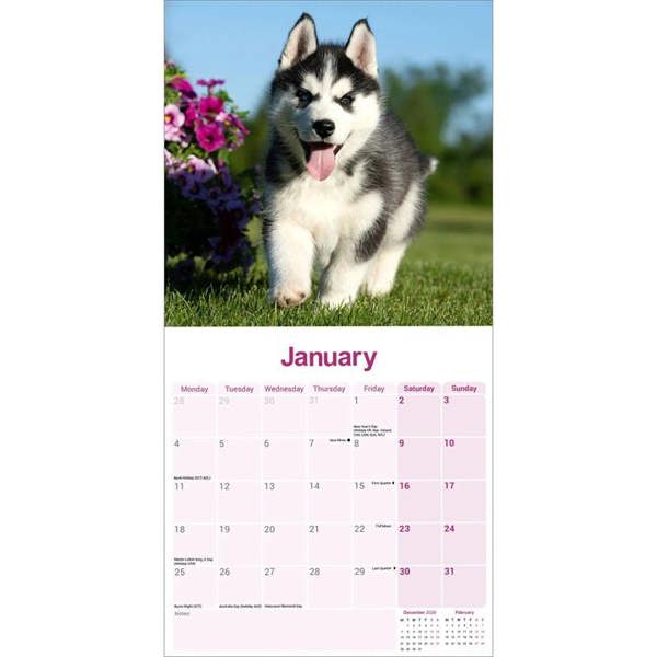 Siberian Husky Calendar 2027, Wall Calendars, Month To View, Dogs, Gift