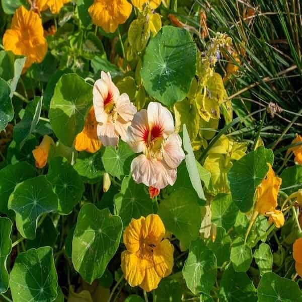 Nasturtium Flowers