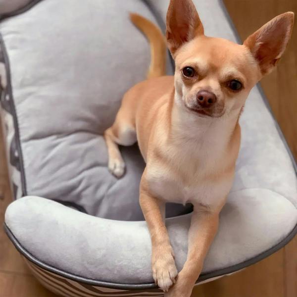 Small dog sitting on grey padded cushion inside chevron pet sofa