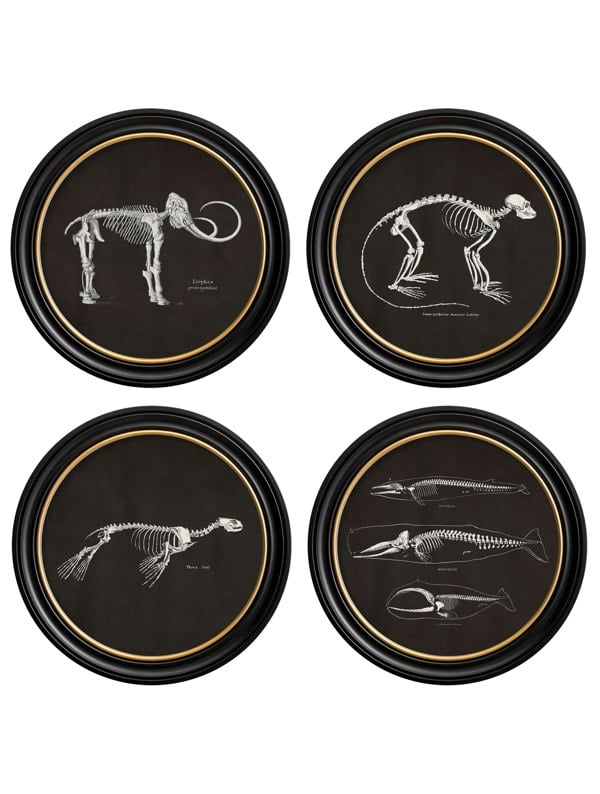 Exceptional Art c.1870 Anatomical Skeletons - Dark - Round Frames