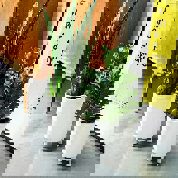 #color_white