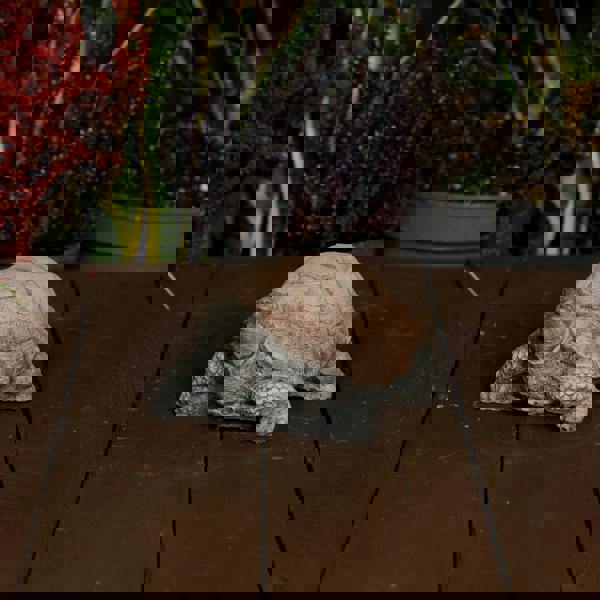 Small Stone Cast Tortoise Garden Ornament 