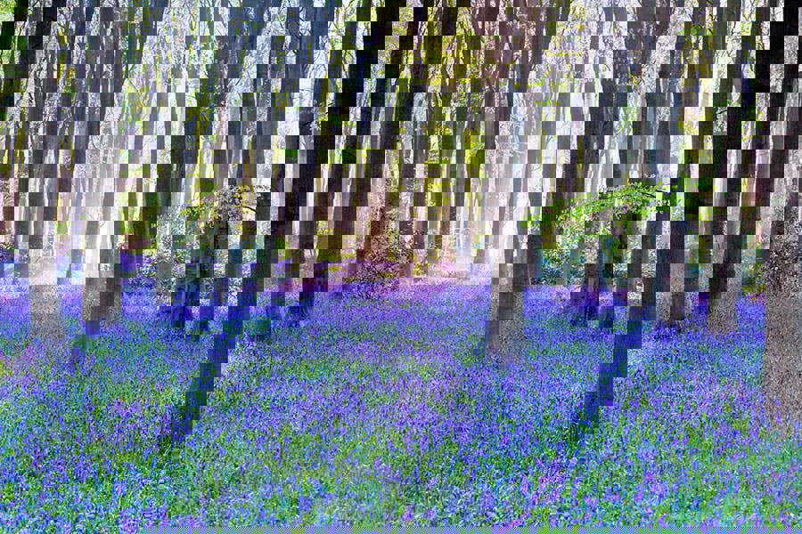 Fernlight Gallery Bluebell Landscape