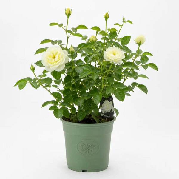 3L Silver Anniversary Cream Rose Bush - Beautiful Flowering Plant Gift - Premium Plastic Olive Green