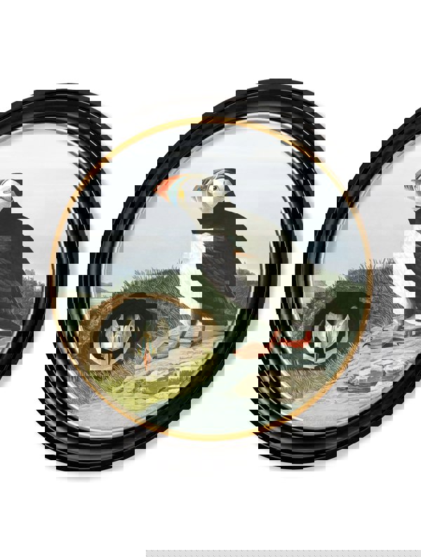 Exceptional Art c.1838 Audubon's Puffins - Round Frame