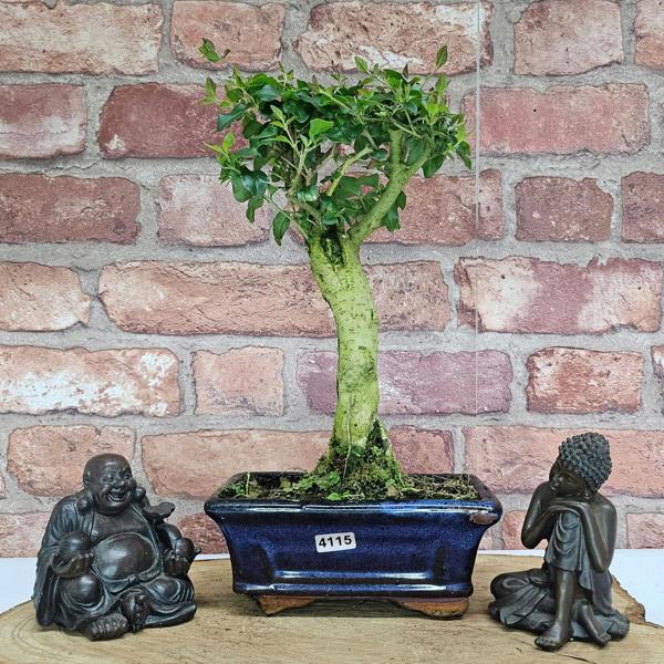 Yorkshire Bonsai Chinese Privet (Ligustrum Sinense) Bonsai Tree | Broom | In 15cm Pot