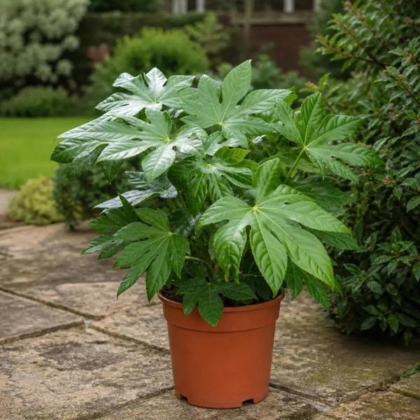 Fatsia Paper Plant 19cm Pot – Large Easy Care Indoor Houseplant