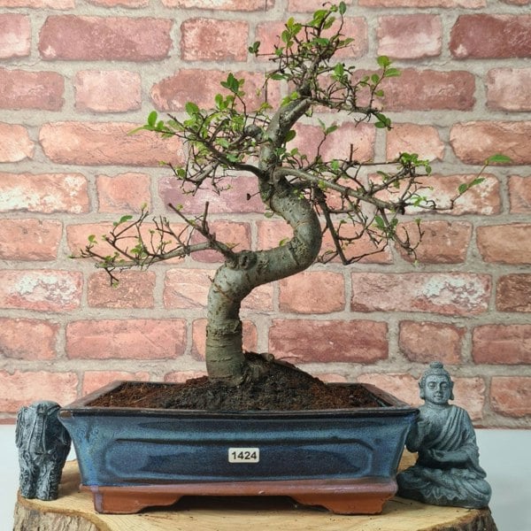 Chinese Elm (Ulmus Parvifolia) Bonsai Tree | Shaped | In 25cm Pot