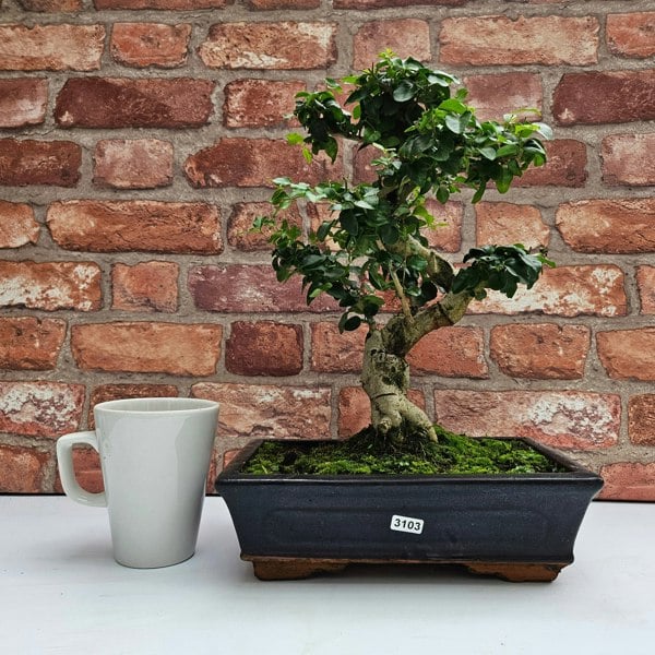 Yorkshire Bonsai Chinese Privet (Ligustrum Sinense) Bonsai Tree | Shaped | In 25cm Pot