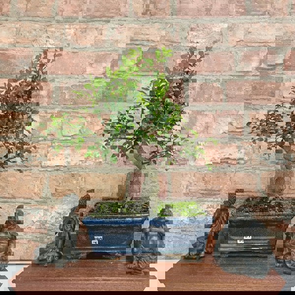 Yorkshire Bonsai Chinese Elm (Ulmus Parvifolia) Bonsai Tree | Shaped | In 20cm Pot