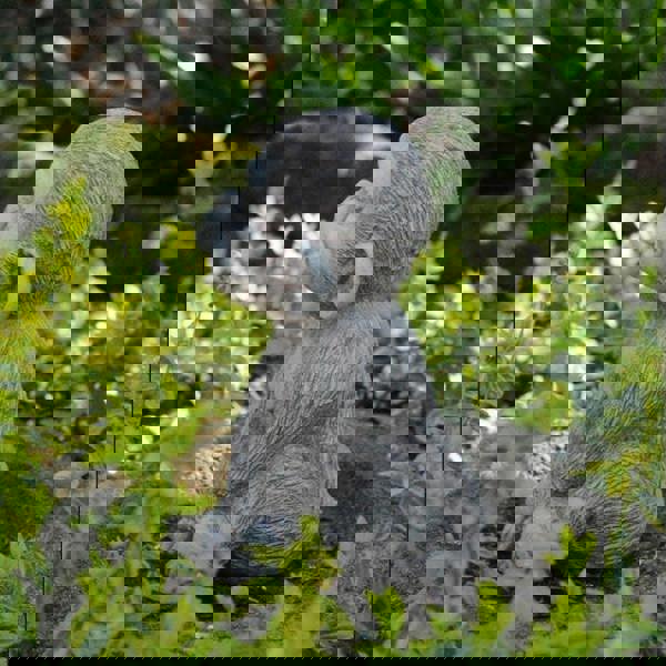 Stone cast Cheeky Monkey sculpture