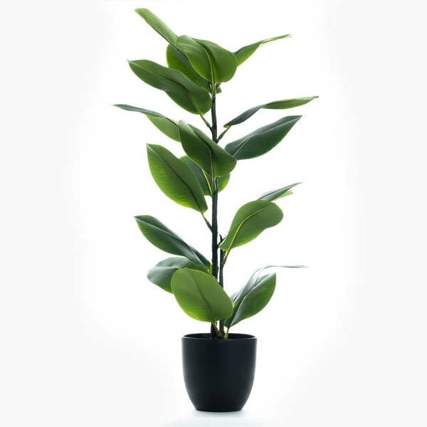 Scottish Everlastings 85cm Real Touch Rubber Tree