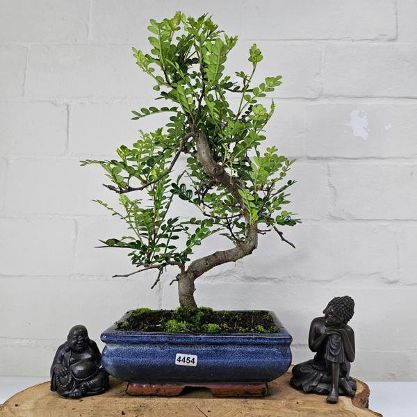 Yorkshire Bonsai Chinese Pepper (Zanthoxylum Pipertum) Bonsai Tree | Shaped | In 20cm Pot