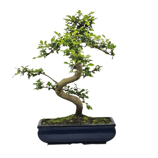 Chinese Elm (Ulmus Parvifolia) Bonsai Tree | Shaped | In 30cm Pot