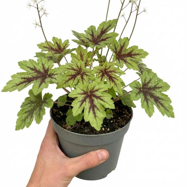 Tiarella Angel Wings - 2L Pot The Rose Press Garden
